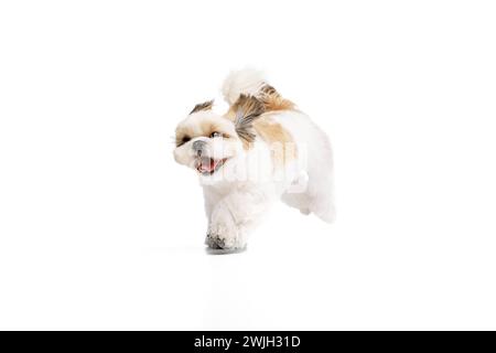 Positif, heureux, petit chien shih tzu de race pure courant joyeusement isolé sur fond blanc de studio Banque D'Images