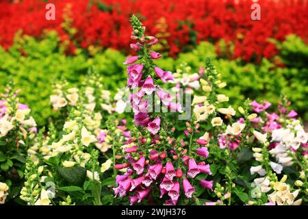 Fleurs colorées florissantes de Foxglove commun, gros plan de belles fleurs violettes et blanches de Foxglove commun poussant dans le jardin Banque D'Images