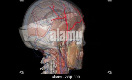 L'artère temporale superficielle est une branche terminale de l'artère carotide externe 3D. Banque D'Images