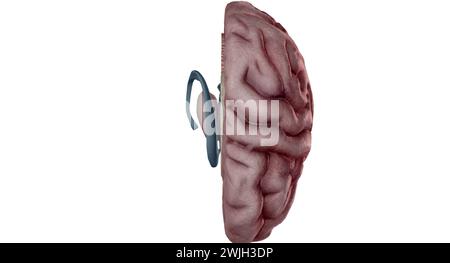 Le thalamus est une structure en forme d'oeuf au milieu de votre cerveau. Rendu 3D. Banque D'Images