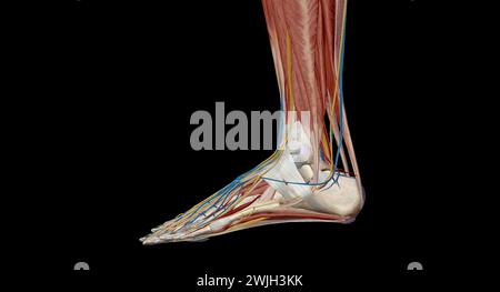 Chaque pied a 28 os, 30 articulations, et plus de 100 muscles, ligaments et tendons.rendu 3d. Banque D'Images