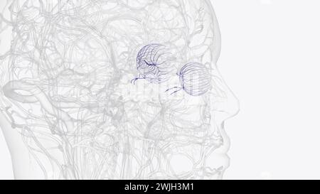 Les veines de vorticose, appelées cliniquement les veines de vortex, sont des veines qui drainent la choroïde de l'œil illustration 3D. Banque D'Images