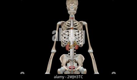 Les glandes endocrines libèrent des hormones dans la circulation sanguine. Cela permet aux hormones de voyager vers les cellules dans d'autres parties du corps. Rendu 3D. Banque D'Images