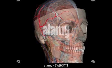 L'artère temporale superficielle est une branche terminale de l'artère carotide externe 3D. Banque D'Images