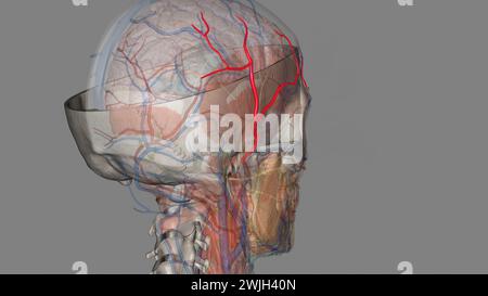 L'artère temporale superficielle est une branche terminale de l'artère carotide externe 3D. Banque D'Images