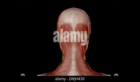 Anatomie de la tête et du cou oreille, composée des oreilles externe, moyenne et interne. Artères principales : artères carotides externes, maxillaires et basilaires. rendu 3d. Banque D'Images