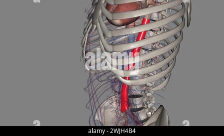 l'aorte abdominale est la plus grande artère dans la cavité abdominale illustration 3d. Banque D'Images