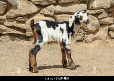 Une jeune chèvre remue la queue en anticipation, désireuse de découvrir la ferme. La petite chèvre billy est peut-être petite, mais elle apporte tellement de bonheur à ceux-là Banque D'Images