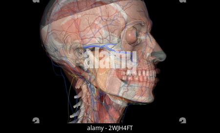 L'artère faciale transversale est une artère qui se ramifie de l'artère temporale superficielle et traverse l'illustration 3D. Banque D'Images