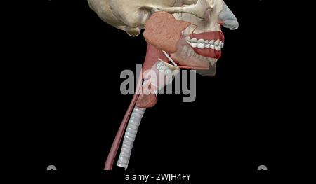 Les organes gastro-intestinaux supérieurs comprennent la bouche, l'œsophage. Rendu 3D. Banque D'Images