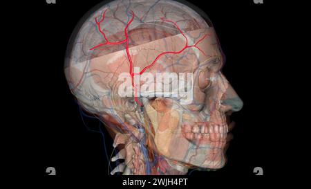 L'artère temporale superficielle est une branche terminale de l'artère carotide externe 3D. Banque D'Images