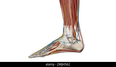 Chaque pied a 28 os, 30 articulations, et plus de 100 muscles, ligaments et tendons.rendu 3d. Banque D'Images