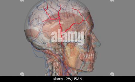 L'artère temporale superficielle est une branche terminale de l'artère carotide externe 3D. Banque D'Images