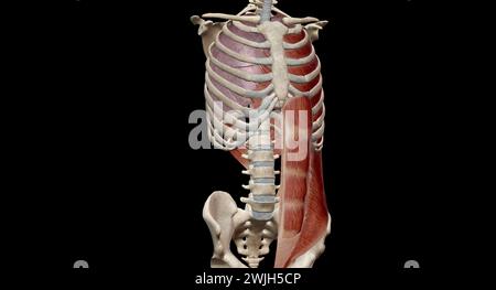 Les muscles de la cage thoracique, y compris les muscles intercostaux, les muscles parasternaux, les muscles scalènes et les muscles du cou, agissent principalement sur la partie supérieure de la cage thoracique et Banque D'Images