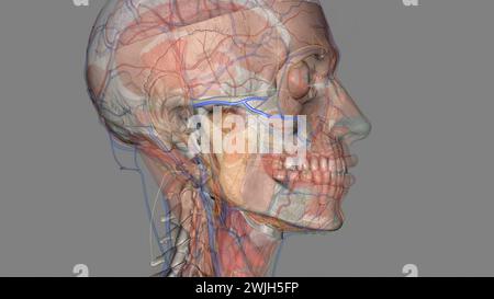 L'artère faciale transversale est une artère qui se ramifie de l'artère temporale superficielle et traverse l'illustration 3D. Banque D'Images