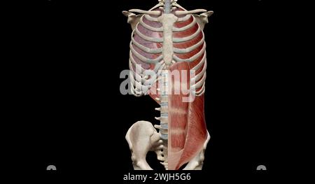 Les muscles de la cage thoracique, y compris les muscles intercostaux, les muscles parasternaux, les muscles scalènes et les muscles du cou, agissent principalement sur la partie supérieure de la cage thoracique et Banque D'Images