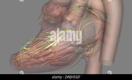 Le réseau de nerfs alimentant le cœur est appelé l'illustration 3d du plexus cardiaque Banque D'Images