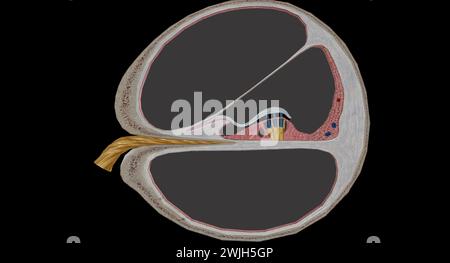La cochlée est le p de l'oreille interne impliquée dans l'audition. Rendu 3D. Banque D'Images
