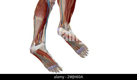 Chaque pied a 28 os, 30 articulations, et plus de 100 muscles, ligaments et tendons.rendu 3d. Banque D'Images