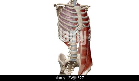 Les muscles de la cage thoracique, y compris les muscles intercostaux, les muscles parasternaux, les muscles scalènes et les muscles du cou, agissent principalement sur la partie supérieure de la cage thoracique et Banque D'Images