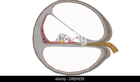 La cochlée est le p de l'oreille interne impliquée dans l'audition. Rendu 3D. Banque D'Images