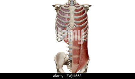 Les muscles de la cage thoracique, y compris les muscles intercostaux, les muscles parasternaux, les muscles scalènes et les muscles du cou, agissent principalement sur la partie supérieure de la cage thoracique et Banque D'Images