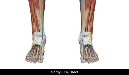 Chaque pied a 28 os, 30 articulations, et plus de 100 muscles, ligaments et tendons.rendu 3d. Banque D'Images