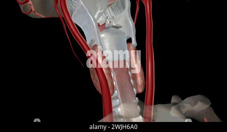 C'est une glande endocrine car elle sécrète une hormone parathyroïdienne qui contrôle les niveaux de calcium dans le sang. Rendu 3D. Banque D'Images