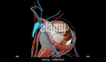 L'appareil lacrymal est le système physiologique contenant les structures orbitales pour la production de larmes et le drainage. Rendu 3D. Banque D'Images