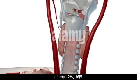 C'est une glande endocrine car elle sécrète une hormone parathyroïdienne qui contrôle les niveaux de calcium dans le sang. Rendu 3D. Banque D'Images