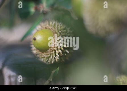 Un gland non mûr sur un fond vert flou. Banque D'Images