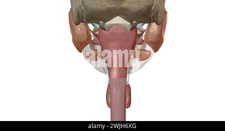 Les organes gastro-intestinaux supérieurs comprennent la bouche, l'œsophage. Rendu 3D. Banque D'Images