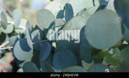 Gros plan d'eucalyptus sur une plante dense Banque D'Images