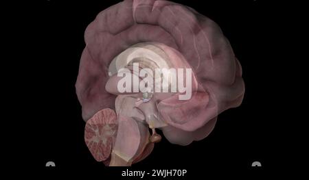 L'hypophyse est une petite glande de la taille d'un pois qui joue un rôle majeur dans la régulation des fonctions vitales du corps et le bien-être général. Rendu 3D. Banque D'Images