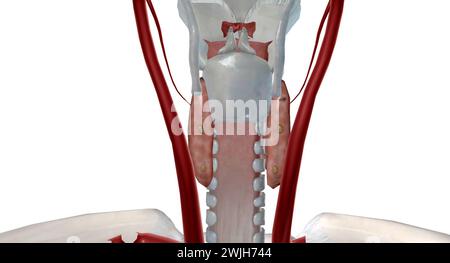 C'est une glande endocrine car elle sécrète une hormone parathyroïdienne qui contrôle les niveaux de calcium dans le sang. Rendu 3D. Banque D'Images