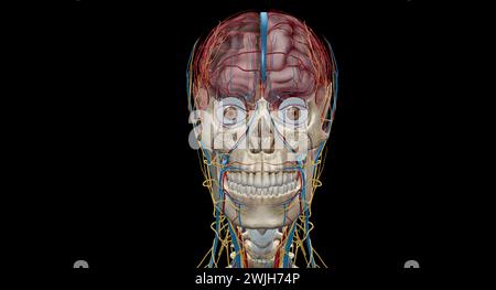 Le cerveau reçoit le sang de deux sources, les artères carotides internes, qui apparaissent au point du cou où les artères carotides communes bifurquent Banque D'Images