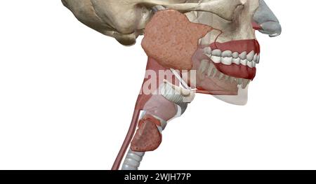 Les organes gastro-intestinaux supérieurs comprennent la bouche, l'œsophage. Rendu 3D. Banque D'Images