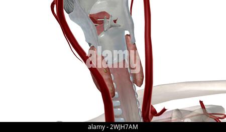 C'est une glande endocrine car elle sécrète une hormone parathyroïdienne qui contrôle les niveaux de calcium dans le sang. Rendu 3D. Banque D'Images