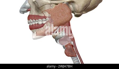 Les organes gastro-intestinaux supérieurs comprennent la bouche, l'œsophage. Rendu 3D. Banque D'Images