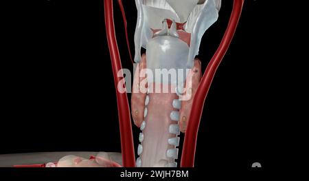 C'est une glande endocrine car elle sécrète une hormone parathyroïdienne qui contrôle les niveaux de calcium dans le sang. Rendu 3D. Banque D'Images