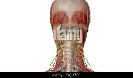 À la jonction entre la tête et le cou se trouvent cinq groupes de ganglions lymphatiques qui forment le cercle lymphatique péricerivcal, également appelé co péricervical Banque D'Images