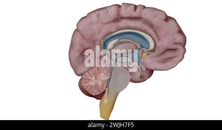 Le thalamus est une structure en forme d'oeuf au milieu de votre cerveau. Rendu 3D. Banque D'Images