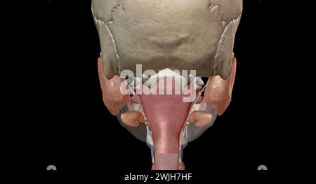 Les organes gastro-intestinaux supérieurs comprennent la bouche, l'œsophage. Rendu 3D. Banque D'Images