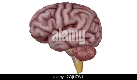 Le thalamus est une structure en forme d'oeuf au milieu de votre cerveau. Rendu 3D. Banque D'Images