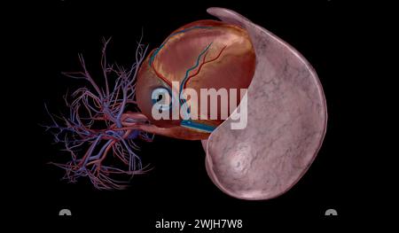 Les artères pulmonaires sont des vaisseaux sanguins qui transportent le sang du cœur aux poumons en rendu 3D. Banque D'Images