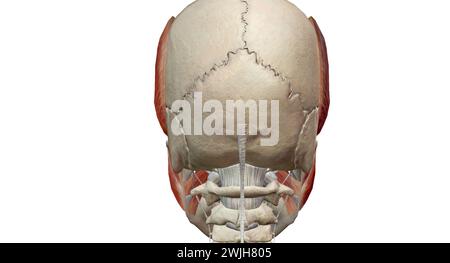 Les muscles de la mastication sont un groupe de muscles qui se composent des muscles temporal, masseter, ptérygoïde médial et ptérygoïde latéral. Rendu 3D. Banque D'Images