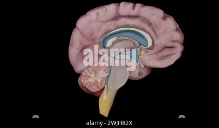 Le thalamus est une structure en forme d'oeuf au milieu de votre cerveau. Rendu 3D. Banque D'Images