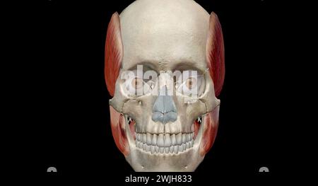 Les muscles de la mastication sont un groupe de muscles qui se composent des muscles temporal, masseter, ptérygoïde médial et ptérygoïde latéral. Rendu 3D. Banque D'Images