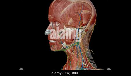 À la jonction entre la tête et le cou se trouvent cinq groupes de ganglions lymphatiques qui forment le cercle lymphatique péricerivcal, également appelé co péricervical Banque D'Images