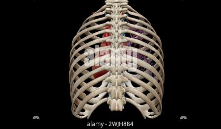 Le cœur est un organe musculaire qui fait circuler le sang à travers le système circulatoire et le pompe dans tout le corps en rendu 3D. Banque D'Images